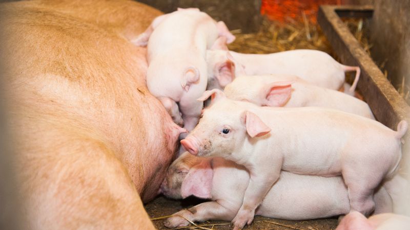 Giá heo hơi hôm nay 17/8 tại miền Nam Giá heo hơi hôm nay 17/8 tại miền Nam