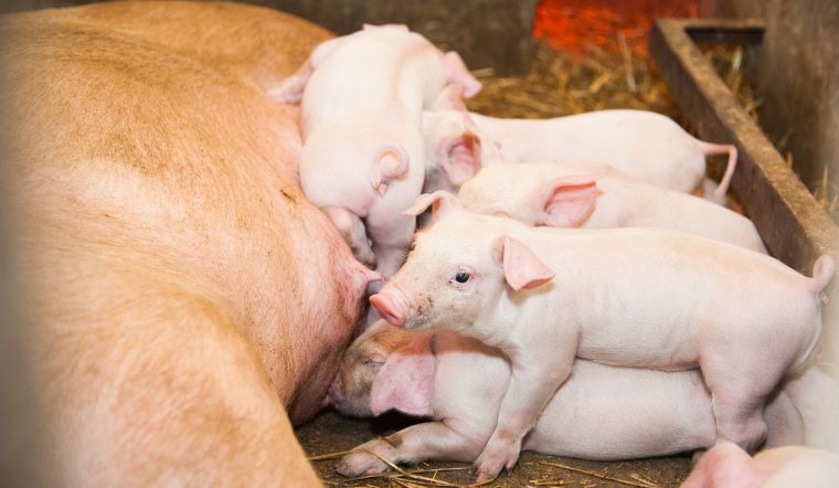 Giá heo hơi hôm nay 17/8: Giảm tại khu vực miền Nam