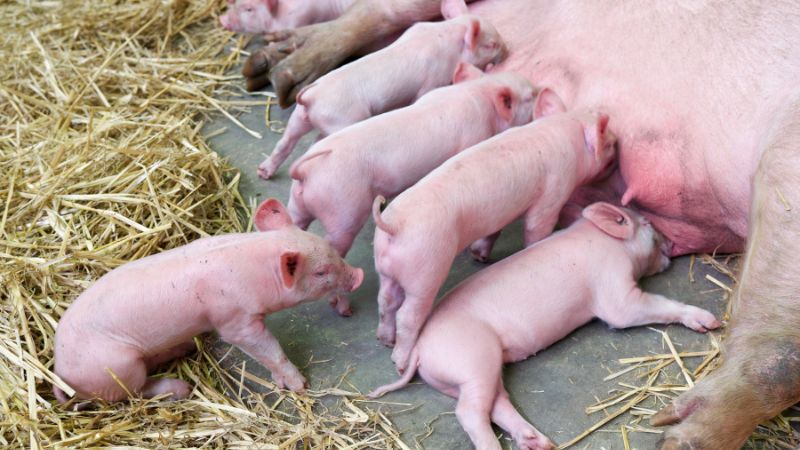 Giá heo hơi hôm nay 18/8 tại miền Bắc Giá heo hơi hôm nay 18/8 tại miền Bắc