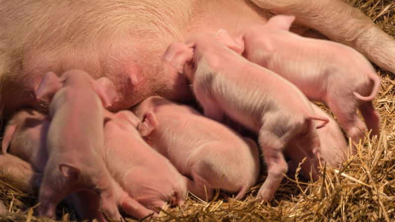 Giá heo hơi hôm nay 18/8 tại miền Trung, Tây Nguyên Giá heo hơi hôm nay 18/8 tại miền Trung, Tây Nguyên