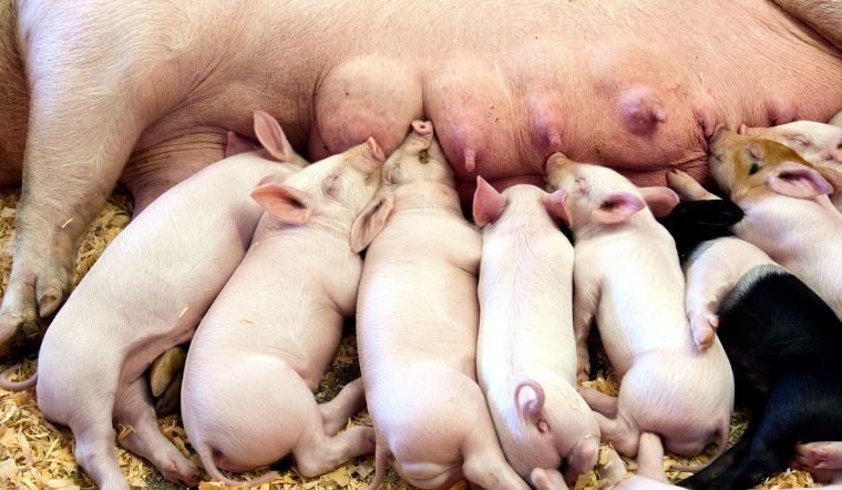 Giá heo hơi hôm nay 18/8: Giảm rải rác tại khu vực miền Nam