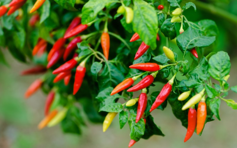 Giá ớt hôm nay 18/08/2023 mới nhất