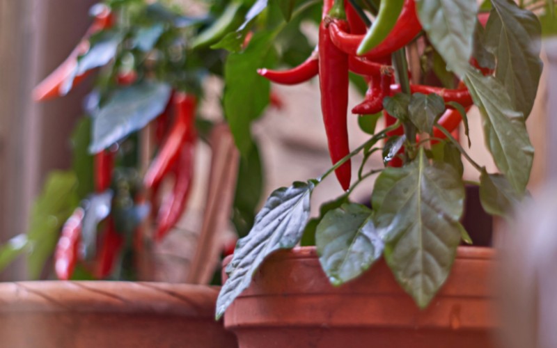 Giá ớt hôm nay 19/08/2023 mới nhất