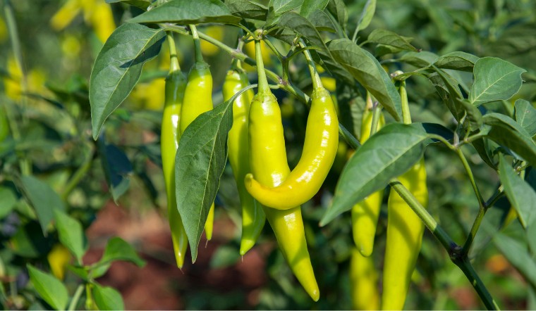 Giá ớt hôm nay 19/08/2023: Giảm 1.000 - 2.00 đồng/kg