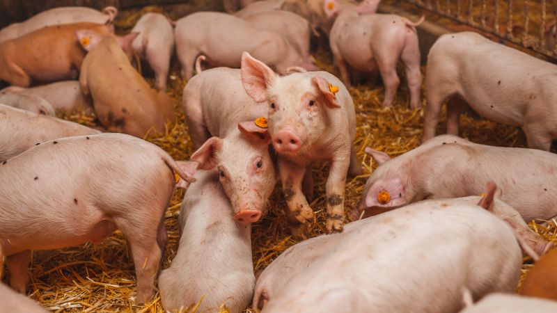 Giá heo hơi hôm nay 19/8 tại miền Bắc