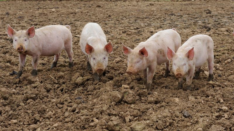 Giá heo hơi hôm nay 19/8 tại miền Nam