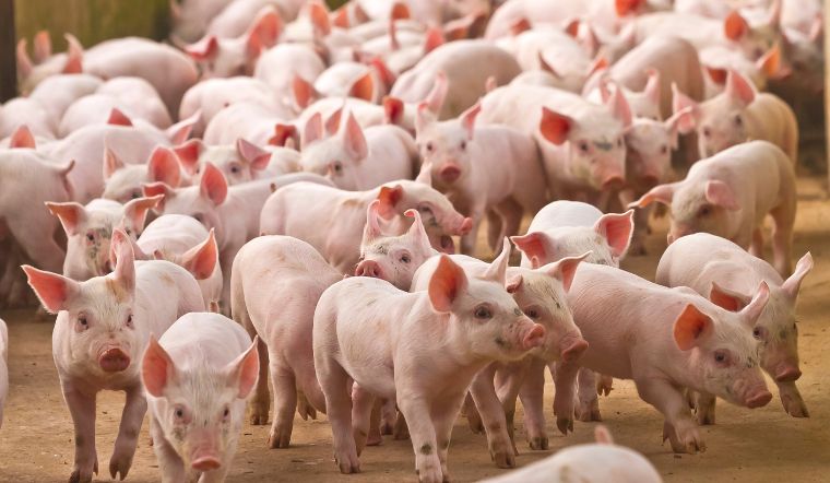 Giá heo hơi hôm nay 21/8: Đầu tuần lặng sóng