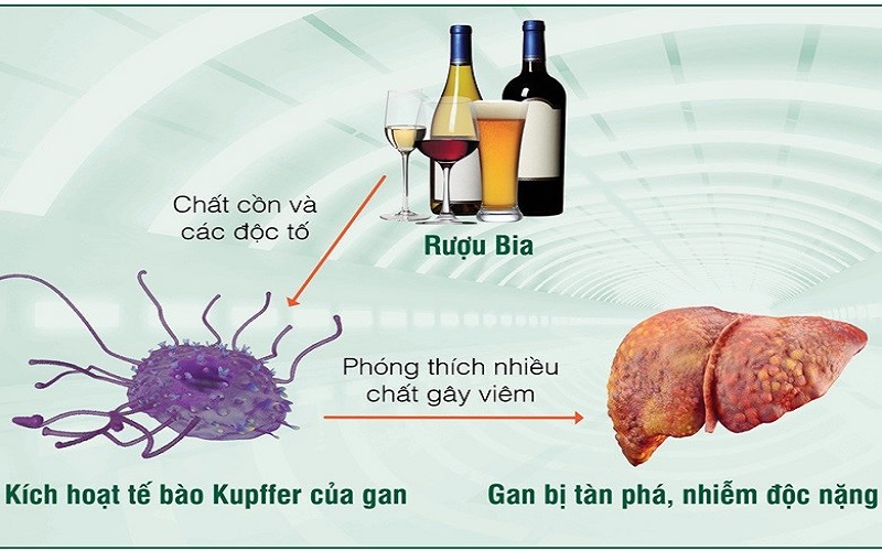 Tăng cường quá trình chuyển hóa rượu