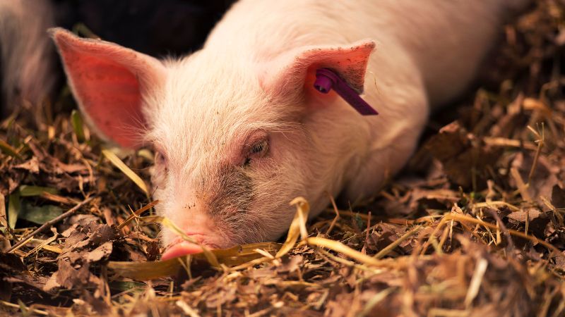 Giá heo hơi hôm nay 22/8 tại miền Bắc