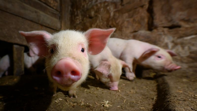Giá heo hơi hôm nay 22/8 tại miền Trung, Tây Nguyên