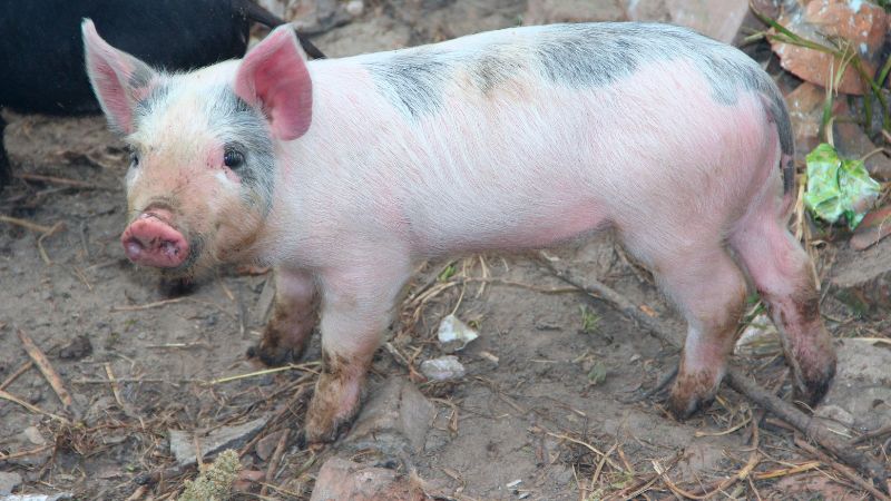 Giá heo hơi hôm nay 22/8 tại miền Nam