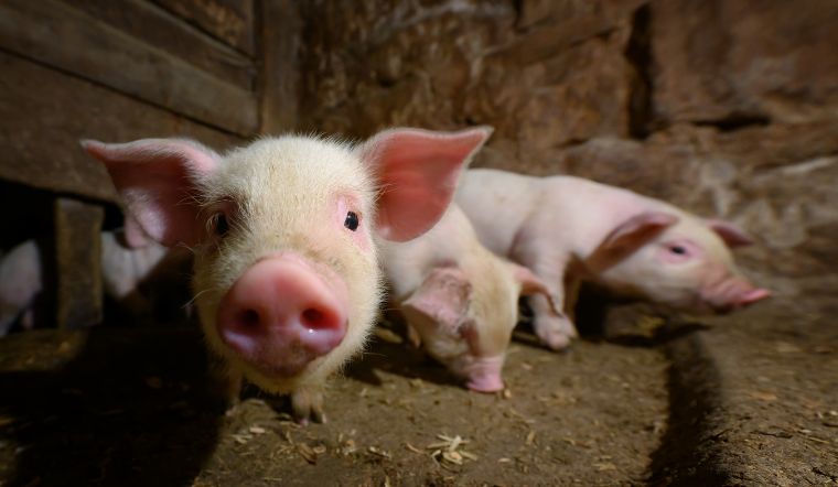 Giá heo hơi hôm nay 22/8: Giảm từ 1.000 - 2.000 đồng/kg