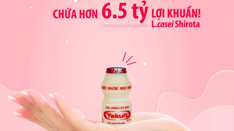 Yakult có chứa đến hơn 6.5 tỷ lợi khuẩn Lactobacillus casei shirota