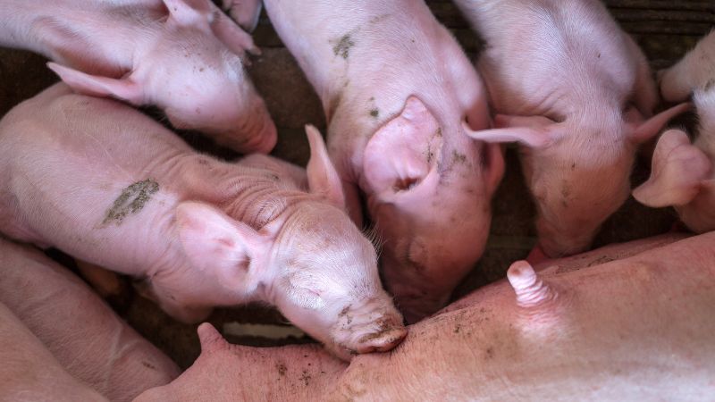 Giá heo hơi hôm nay 23/8 tại miền Bắc