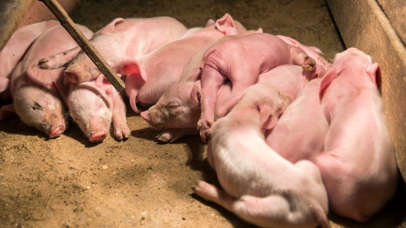 Giá heo hơi hôm nay 23/8 tại miền Trung, Tây Nguyên