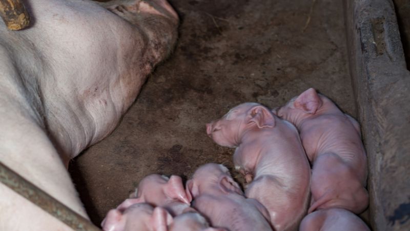 Giá heo hơi hôm nay 23/8 tại miền Nam