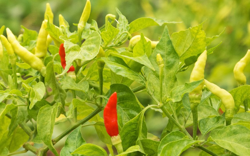 Giá ớt hôm nay 23/08/2023 mới nhất Giá ớt hôm nay 23/08/2023 mới nhất