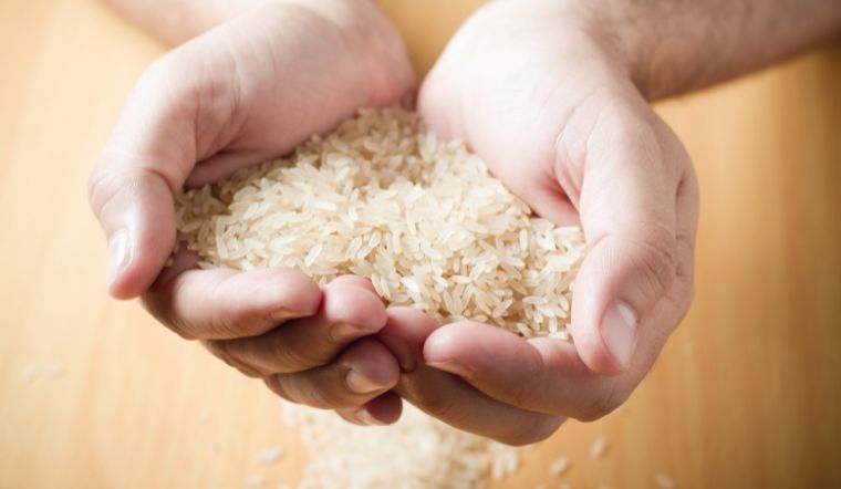 Giá lúa gạo hôm nay 24/8/2023: Tiếp tục chững giá