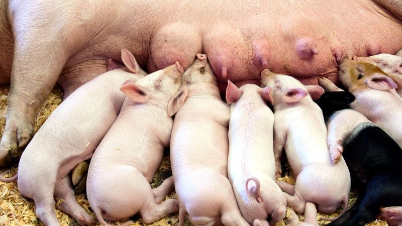 Giá heo hơi hôm nay 24/8 tại miền Nam