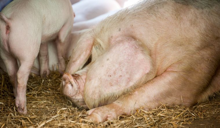 Giá heo hơi hôm nay 24/8: Tăng - giảm trái chiều