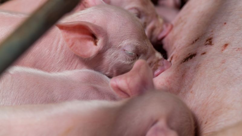 Giá heo hơi hôm nay 25/8 tại miền Bắc