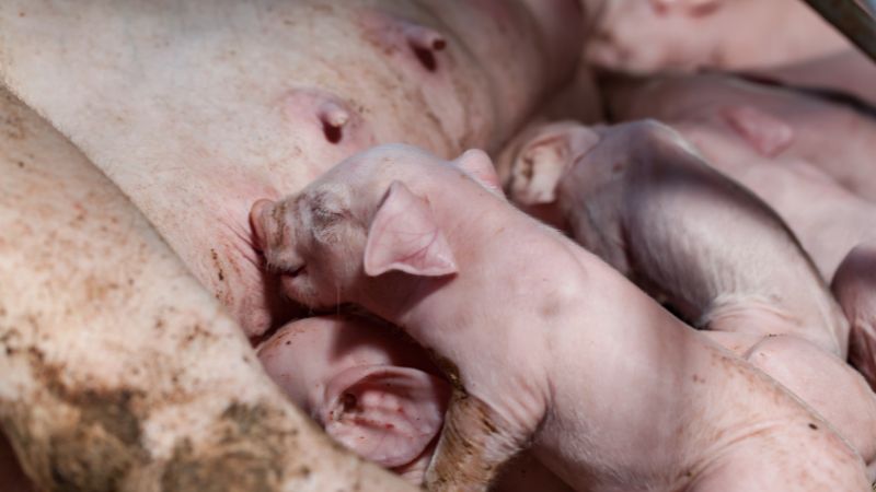 Giá heo hơi hôm nay 25/8 tại miền Trung, Tây Nguyên