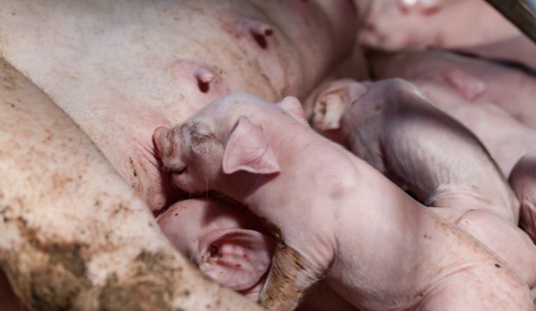 Giá heo hơi hôm nay 25/8: Giảm từ 1.000 đồng/kg