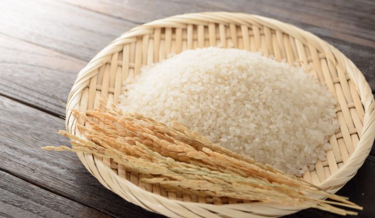 Giá lúa gạo hôm nay 25/8/2023: Duy trì đà đi ngang