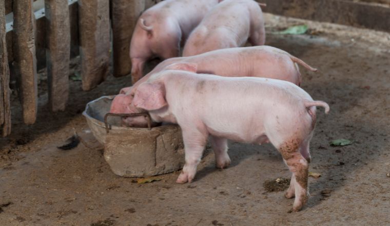 Giá heo hơi hôm nay 26/8: Tiếp tục giảm, cao nhất 59.000 đồng/kg