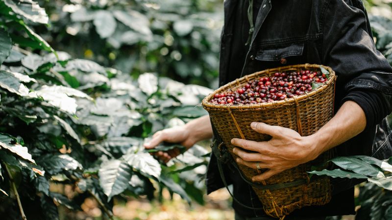 Giá cà phê trong nước hôm nay Giá cà phê trong nước hôm nay