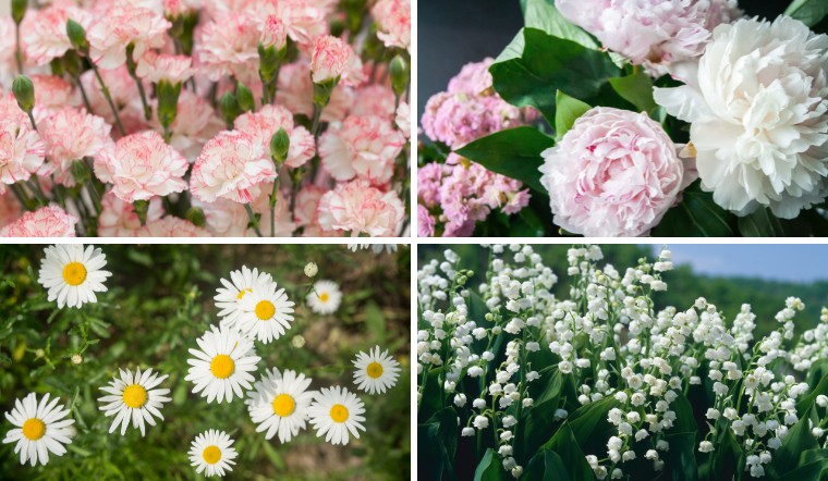 Ý nghĩa 12 loài hoa tượng trưng cho 12 tháng sinh