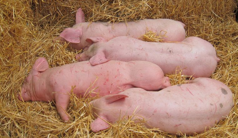 Giá heo hơi hôm nay 30/8: Giảm từ 1.000 đồng/kg tại một số tỉnh thành