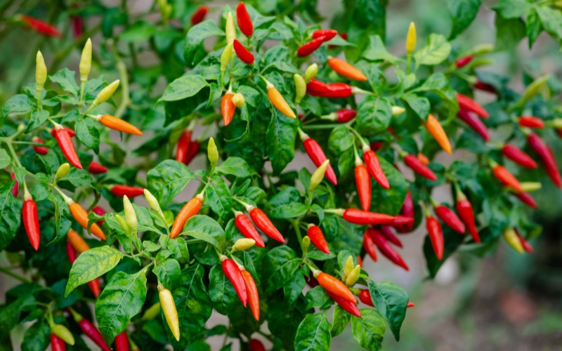 Giá ớt hôm nay 30/08/2023 mới nhất