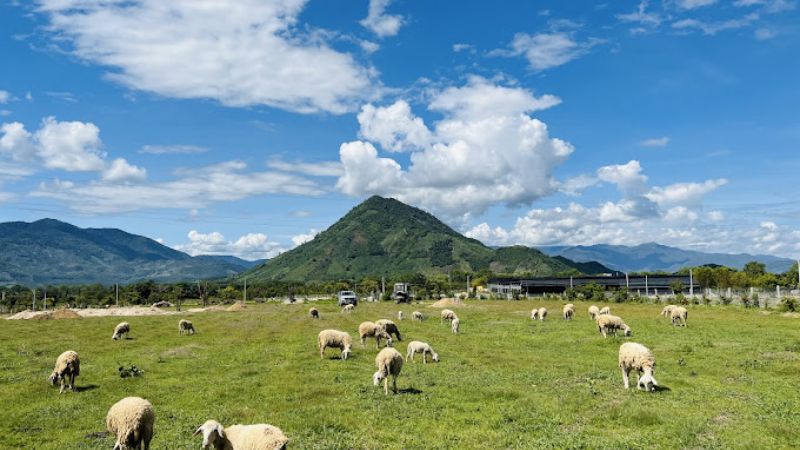 Đồng Cừu Ysa Núi Hòn Vàng Krong Pha