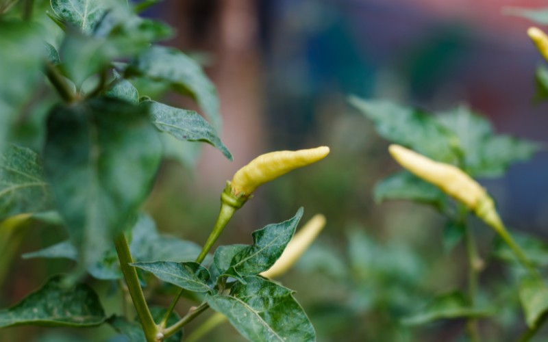 Giá ớt hôm nay 31/08/2023