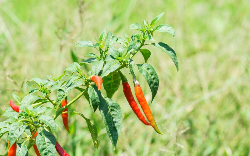 Giá ớt hôm nay 31/08/2023 cập nhật mới nhất