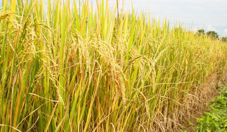 Giá lúa gạo hôm nay 04/9/2023: Không thay đổi giá