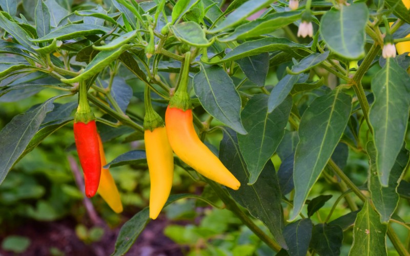 Giá ớt hôm nay 04/09/2023 mới nhất Giá ớt hôm nay 04/09/2023 mới nhất