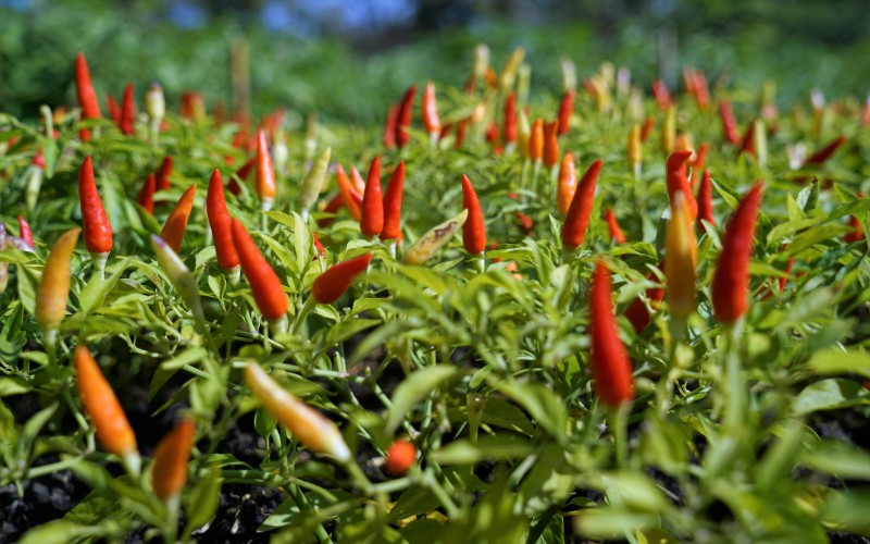 Giá ớt hôm nay 06/09/2023 mới nhất