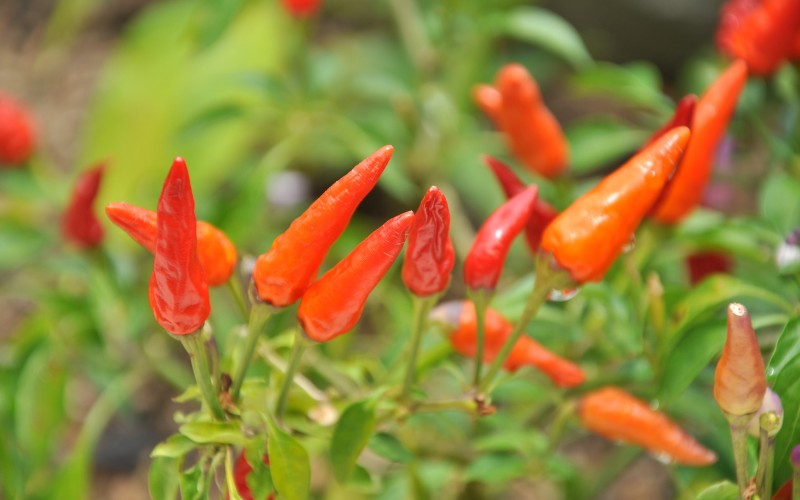 Giá ớt hôm nay 06/09/2023