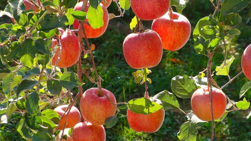 Japanese Fuji Apple