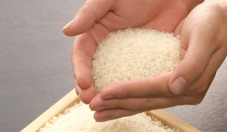 Giá lúa gạo hôm nay 07/9/2023: Tiếp tục chững giá