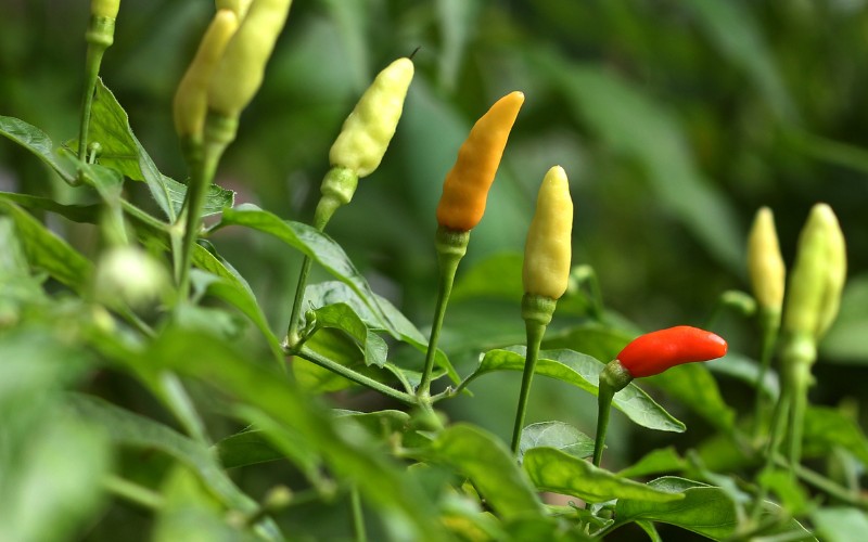 Giá ớt hôm nay 08/09/2023 mới nhất