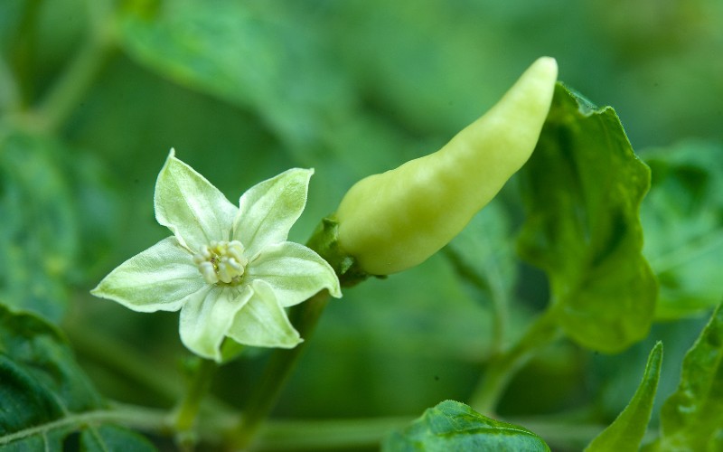 Giá ớt hôm nay 08/09/2023 cập nhật mới nhất