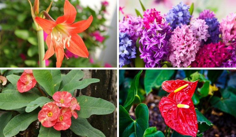 7 loại cây cảnh không nên trang trí trong nhà, đặc biệt là nhà có con nhỏ