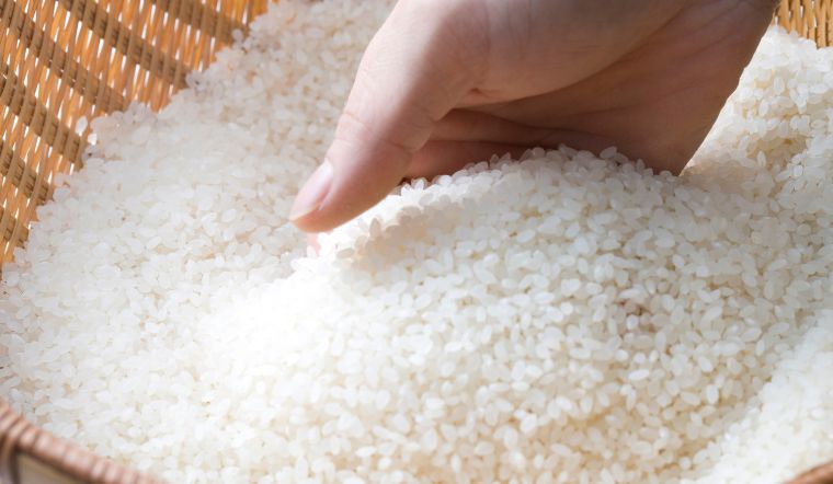Giá lúa gạo hôm nay 12/9/2023: Một số giống lúa thay đổi