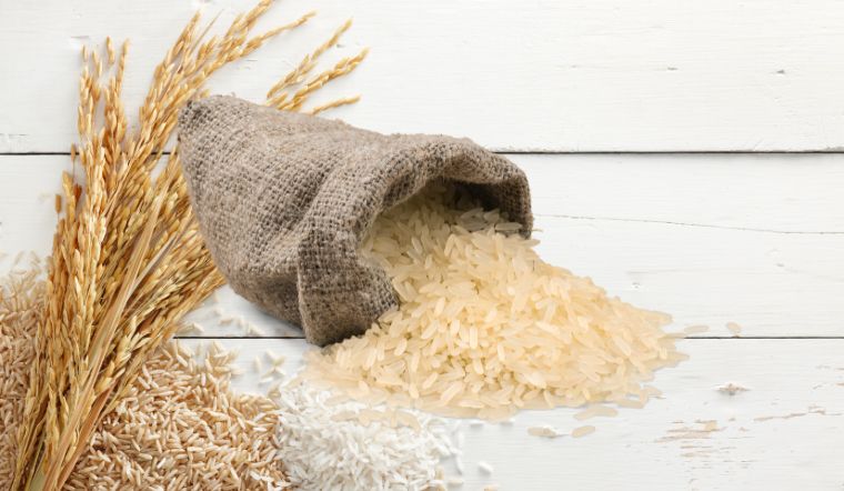 Giá lúa gạo hôm nay 14/9/2023: Gạo thơm Jasmine giảm 1.000 đồng/kg