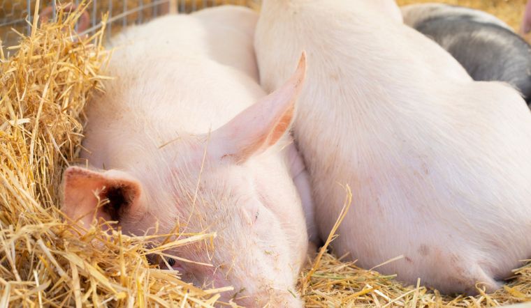 Giá heo hơi hôm nay 15/9: Miền Bắc giảm tiếp 1.000 đồng/kg