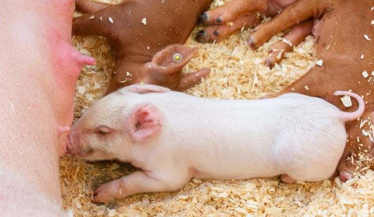 Giá heo hơi hôm nay 18/9: Tương đối ổn định