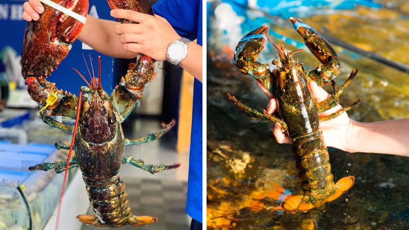 How to choose fresh and delicious Alaska lobster